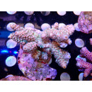 Acropora tenuis Bali Farmzucht