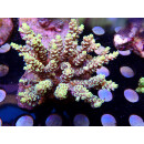 Acropora tenuis Bali Farmzucht