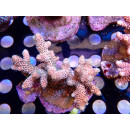 Acropora millepora Bali Farmzucht