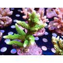 Acropora formosa Bali Farmzucht