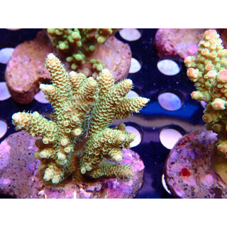 Acropora millepora Bali Farmzucht