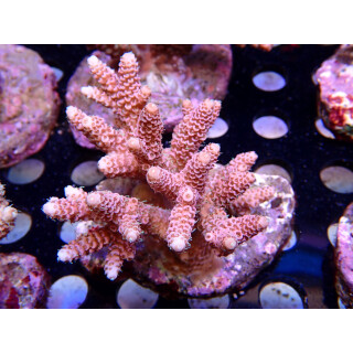 Acropora millepora Bali Farmzucht