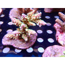 Acropora Valida green purple Bali Farmzucht