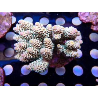 Acropora tenuis Bali Farmzucht