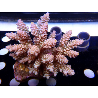 Acropora tenuis Bali Farmzucht