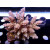 Acropora tenuis Bali Farmzucht