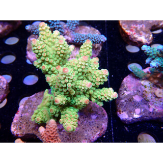 Acropora florida Bali Farmzucht