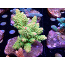 Acropora florida Bali Farmzucht