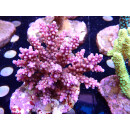 Acropora valida purple Bali Farmzucht