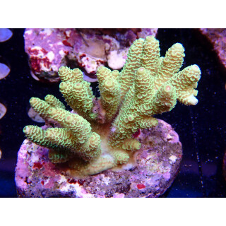 Acropora millepora Bali Farmzucht