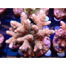 Acropora millepora Bali Farmzucht