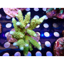 Acropora Abrolhosensis green tip blue Bali Farmzucht