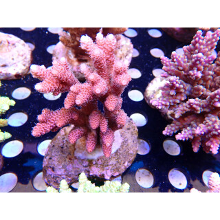 Acropora millepora Bali Farmzucht