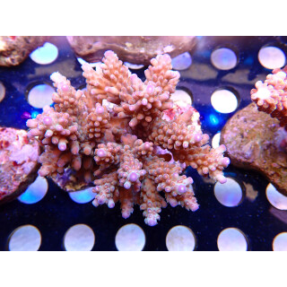 Acropora loripes Bali Farmzucht