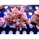 Acropora loripes Bali Farmzucht