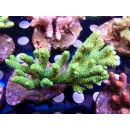 Acropora millepora Bali Farmzucht