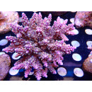 Acropora valida purple Bali Farmzucht