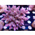 Acropora valida purple Bali Farmzucht
