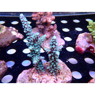 Acropora hoeksemai blue Bali Farmzucht