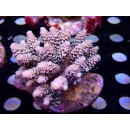 Acropora tenuis Bali Farmzucht