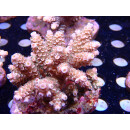 Acropora tenuis Bali Farmzucht