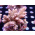 Acropora tenuis Bali Farmzucht