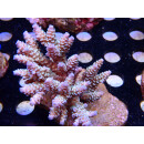 Acropora tenuis Bali Farmzucht