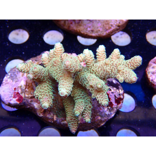 Acropora millepora Bali Farmzucht