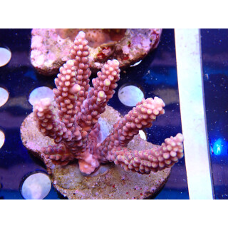 Acropora Latistella Bali Farmzucht