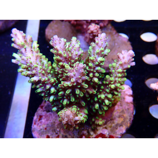 Acropora selago "Pikachu" Bali Farmzucht