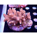 Acropora millepora Bali Farmzucht