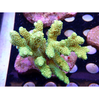 Acropora millepora Bali Farmzucht