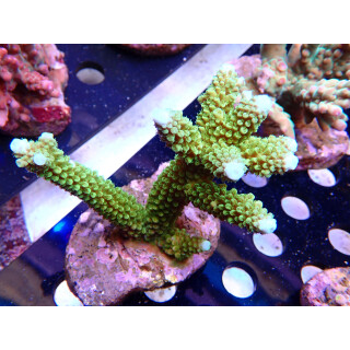 Acropora Abrolhosensis green tip blue Bali Farmzucht