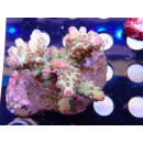 Acropora granulosa Bali Farmzucht