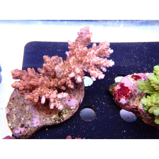 Acropora selago Bali Farmzucht