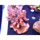 Acropora loripes Bali Farmzucht