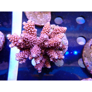 Acropora sp. Bali Farmzucht