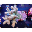 Acropora millepora Bali Farmzucht