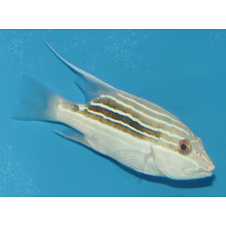 Symphorus nematophorus - Chinamanfish