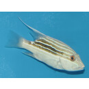 Symphorus nematophorus - Chinamanfish