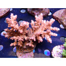 Acropora loripes Bali Farmzucht