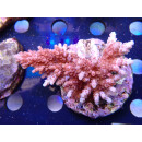 Acropora selago red Bali Farmzucht