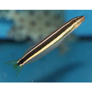 Plagiotremus goslinei - Säbelzahnschleimfisch