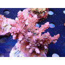 Acropora loripes Bali Farmzucht