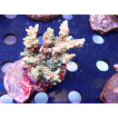 Acropora sp. Bali Farmzucht