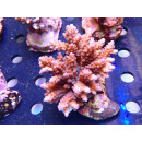 Acropora latistella Bali Farmzucht