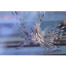 Pterois volitans - Rotfeuerfisch M