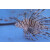 Pterois volitans - Rotfeuerfisch M