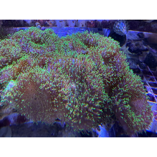 Rhodactis sp. grün "Fuzzy green"