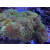 Rhodactis sp. grün "Fuzzy green"